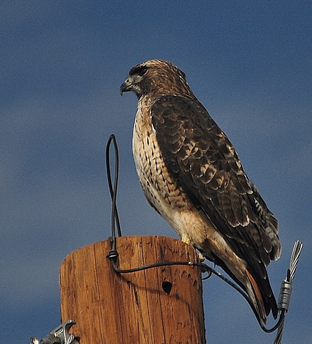 peregrine falcon on telephone post